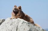 SPITZ ALLEMAND 389
